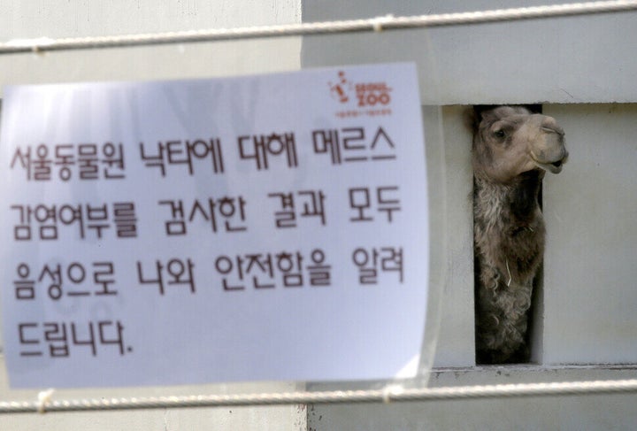 2015년 6월 강재훈 기자가 찍은 낙타 사진. 메르스 국내 유행은 우리 정부의 과학적 인식 수준의 바닥을 드러내 보이기도 했다. 메르스 바이러스가 중동 지역에서 처음 시작되었다는 이유로, 동물원에서 태어나 평생 우리 밖을 나가 본 적이 없는 동물원 낙타에 대해 메르스 검사를 벌이고, 낙타고기나 낙타유를 먹지 말라는 것을 버젓이 국민들에게 권고하기도 했던 사실은 감추고 싶은 해프닝이었다.