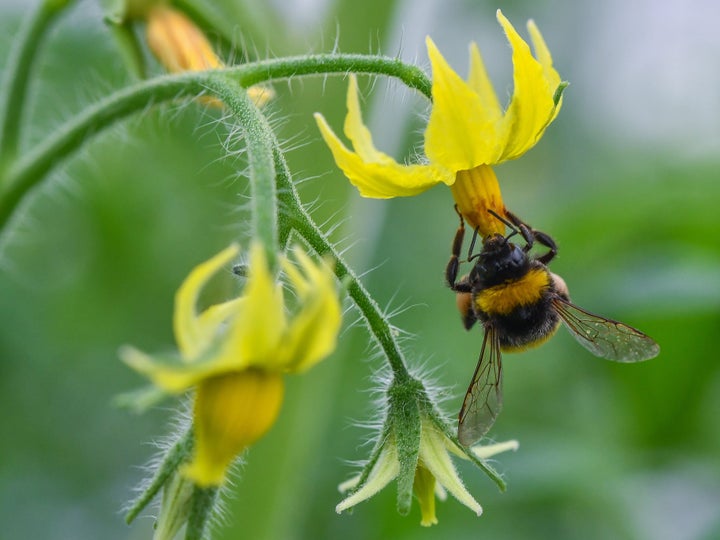 A bumblebee collects pollen from a blooming tomato plant. Pollinators are vital for agriculture and depend on a variety of specific plants for their survival.