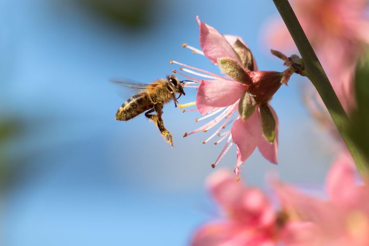 A honeybee flies to a desert gold peach flower. Many Americans choose pollinator-friendly plants for their gardens.