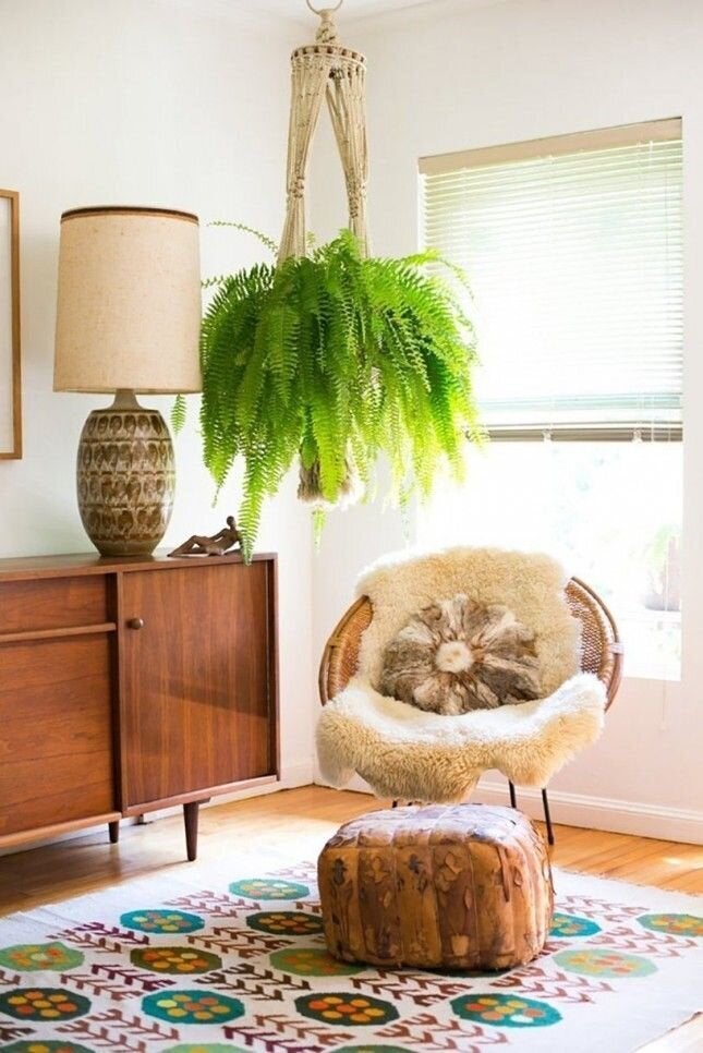 Boston Fern