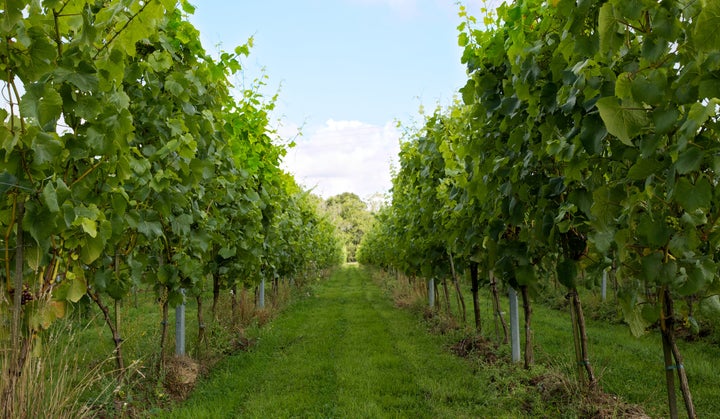 Oxney Organic Wine Estate in East Sussex.