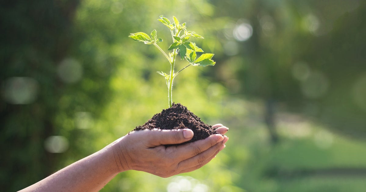 Pour Sauver Les Forets Francaises Il Faudrait Planter Un Arbre Par Habitant Pendant 30 Ans Le Huffpost Pour Sauver Les Forets Francaises Il Faudrait Planter Un Arbre Par Habitant Pendant 30 Ans Le Huffpost