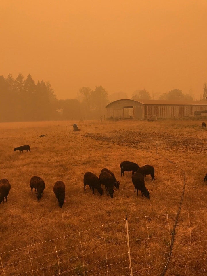 Cattle graze at Diggin’ Roots Farm in Oregon during the wildfires in September.