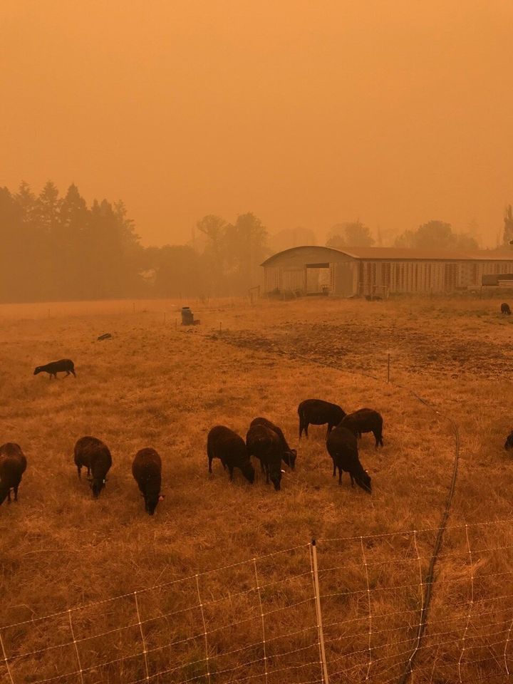 Cattle graze at Diggin’ Roots Farm in Oregon during the wildfires in September.