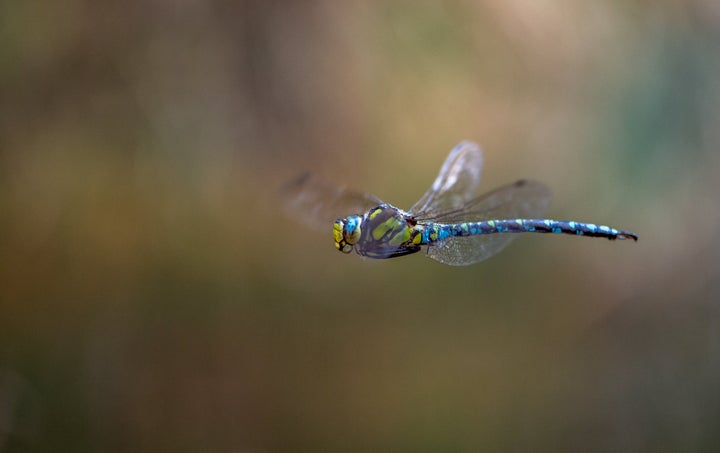 Λιβελούλα Aeshna cyanea