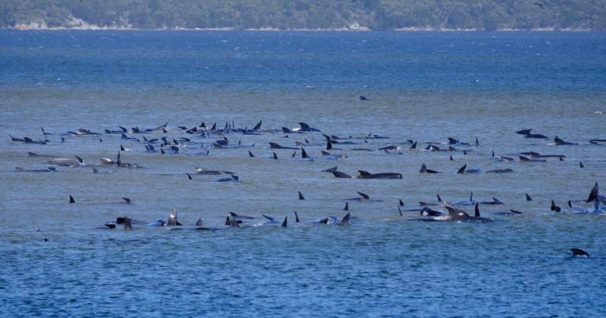 380 whales dead in worst mass stranding in Australia's history, Whales