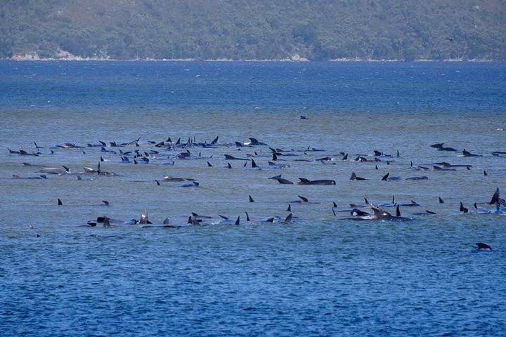 Stranded pilot whales are seen in Macquarie Heads, Tasmania, Australia September 21, 2020.