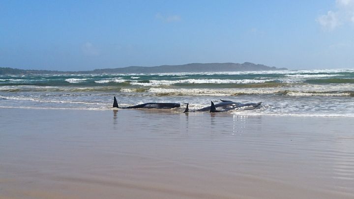 A massive rescue operation is underway to help at least 500 stranded pilot whales stranded on the west coast of Tasmania.