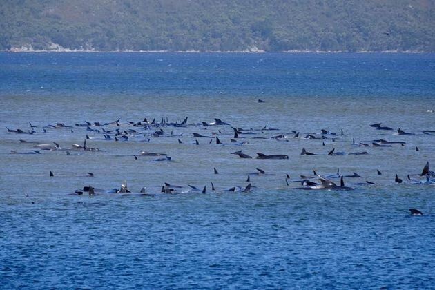 オーストラリア・タスマニア島のマッコーリーヘッズに座礁したゴンドウクジラ（2020年9月21日撮影）