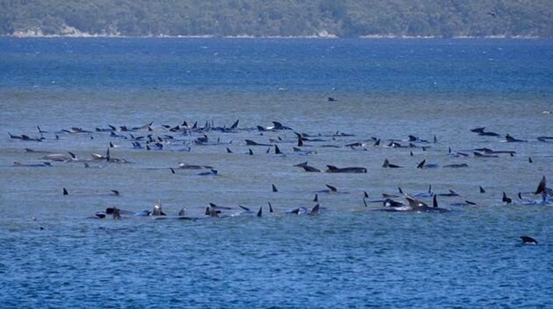 タスマニア島で270頭のクジラが座礁し90頭が死亡 これほど大量の座礁は例がない ハフポスト