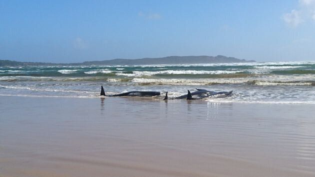 ビーチに座礁したゴンドウクジラを救うため、大掛かりな救助活動が行われている