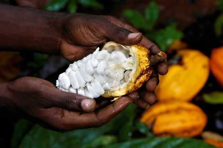 A worker shows the inside of a cocoa pod on a farm in Alepe, Ivory Coast.