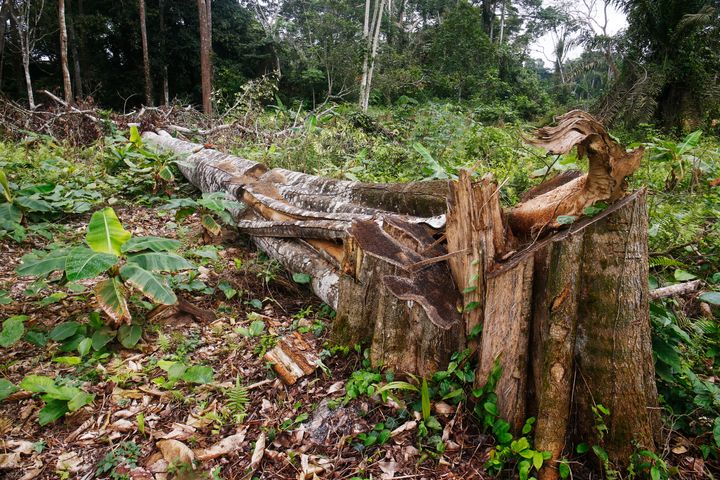 A felled tree on a cocoa farm in Alepe, Ivory Coast. Cocoa farms usually require the removal of shade trees, since cocoa trees need full sun, driving deforestation.