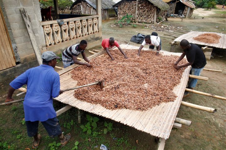 Cocoa farmers dry cocoa beans in the village of Andou M'batto in Alepe, Ivory Coast.