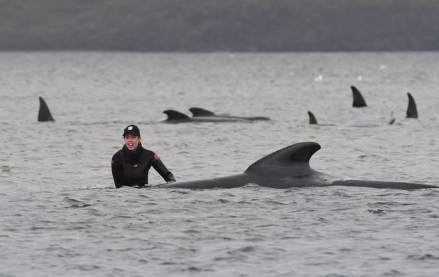 Τραγωδία στην Αυστραλία: Νεκρές οι περισσότερες από τις εκατοντάδες φάλαινες που ξεβράστηκαν στις