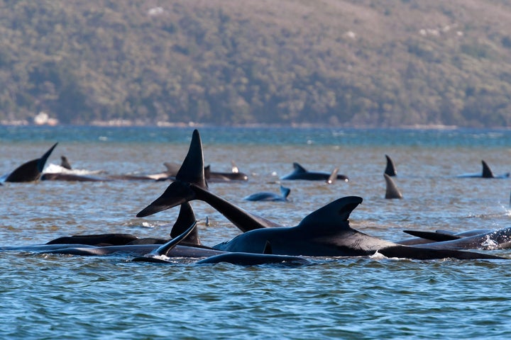 Pilot whales lie stranded on a sand bar near Strahan, Australia on Monday.