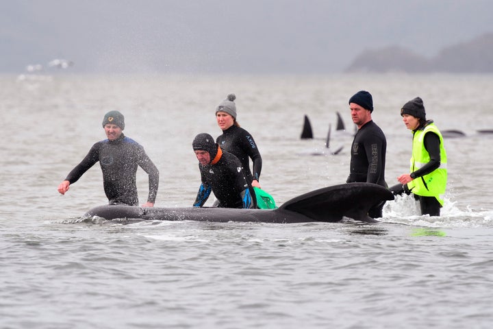 Members of a rescue crew try to help a whale return to the sea.