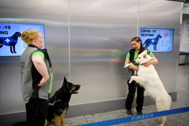 Ελσίνκι: Στο αεροδρόμιο που πήραν σκυλιά για να μυρίζουν τον κορονοϊό | HuffPost Greece