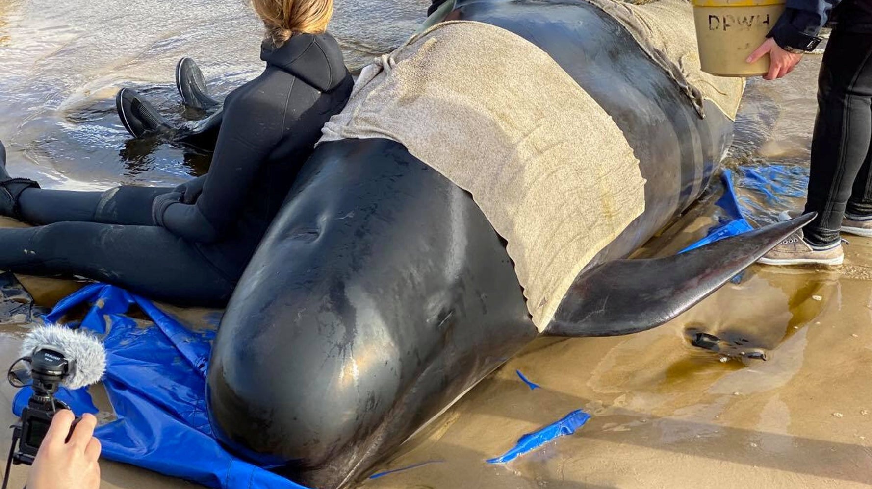 Hundreds of Whales Die in Mass Stranding in Australia, Smart News