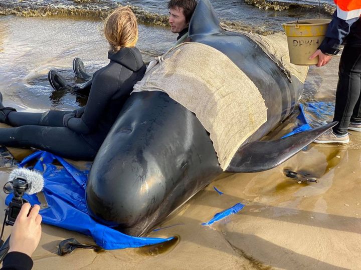 Whale rescue efforts take place at Macquarie Harbour in Tasmania. 