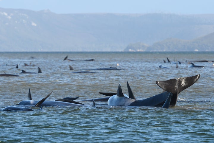 Hundreds of pilot whales are seen stranded on a sand bar on September 21, 2020 in Strahan, Australia. 