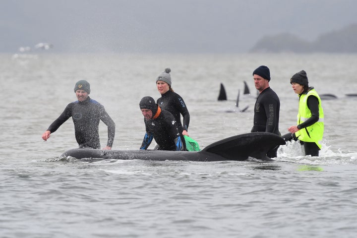 Rescuers work to save a pod of whales stranded on a sandbar in Macquarie Harbour on the rugged west coast of Tasmania. 