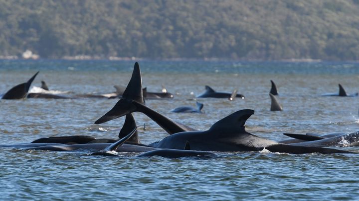 This photograph taken on September 21, 2020 shows a pod of whales stranded on a sandbar in Macquarie Harbour on the rugged west coast of Tasmania.