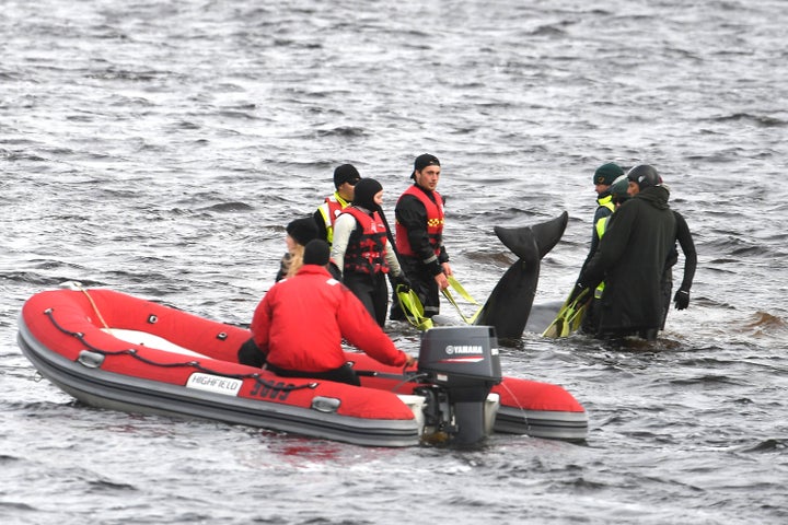 Teams work to rescue hundreds of pilot whales that are stranded on a sand bar in Macquarie Harbour on September 23, 2020 in Strahan, Australia.