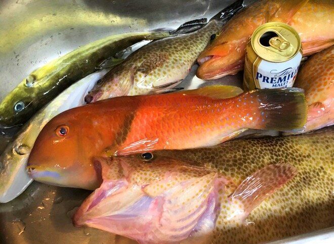 ある日の釣果。真ん中の赤い魚がナベタ（フライ向き）。手前の大きな魚がオオモンハタ（まずは刺身で食べたい高級魚）。（筆者撮影）