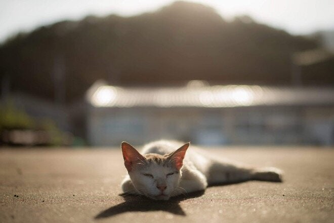 五島には猫がたくさんいる。「これが雑魚？」と驚くほど大きな魚を、おこぼれとして漁師さんからもらい食べている。（撮影：廣瀬健司）