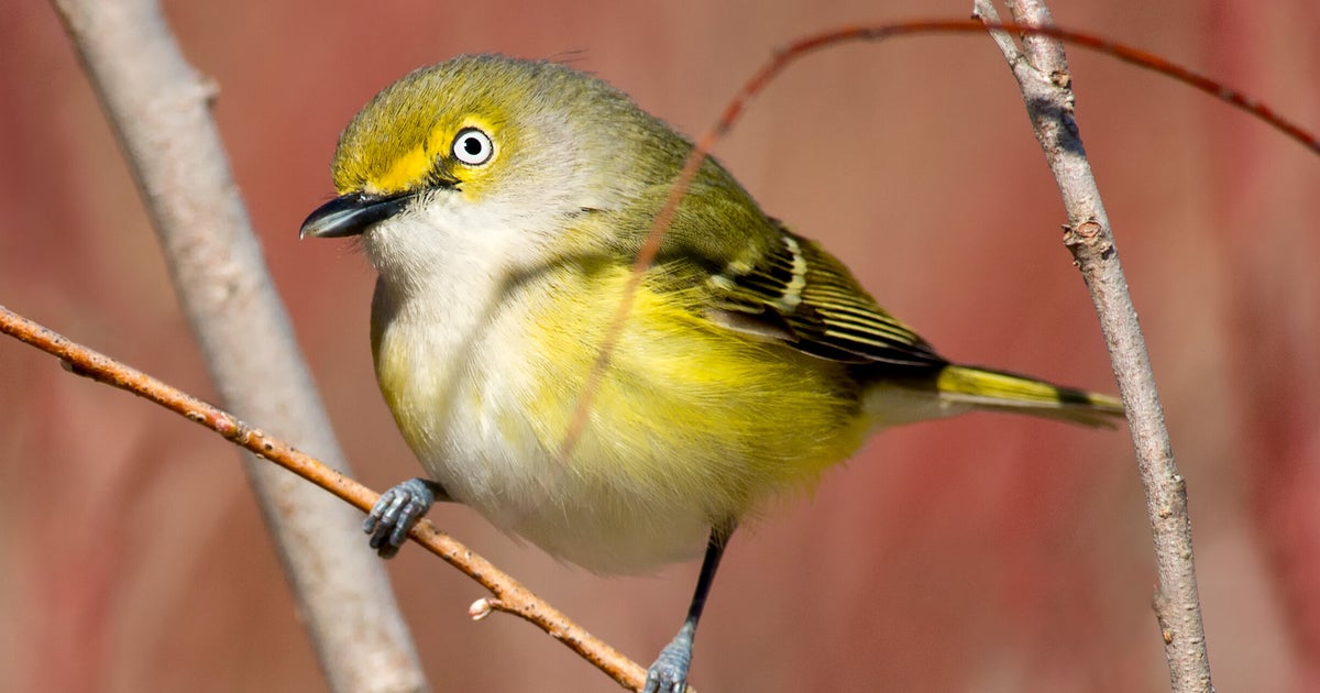 鳴く鳥はオスだけ いえ メスもです 女性研究者の参入で崩れた 通説 研究結果に驚きの声 ハフポスト 鳴く鳥はオスだけ いえ メスもです 女性研究者の参入で崩れた 通説 研究結果に驚きの声 ハフポスト