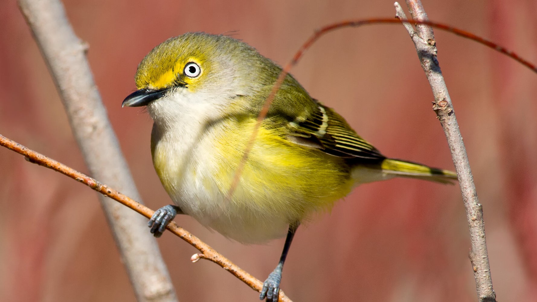 鳴く鳥はオスだけ いえ メスもです 女性研究者の参入で崩れた 通説 研究結果に驚きの声 ハフポスト 鳴く鳥はオスだけ いえ メスもです 女性研究者の参入で崩れた 通説 研究結果に驚きの声 ハフポスト