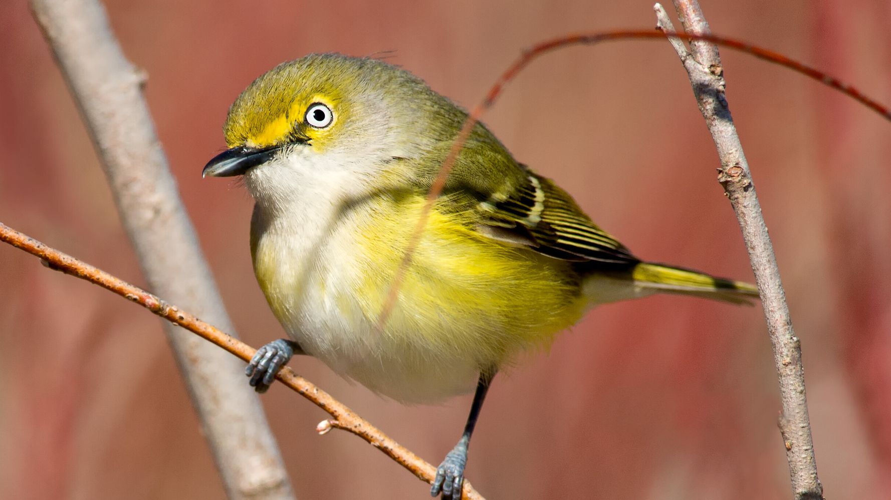 鳴く鳥はオスだけ いえ メスもです 女性研究者の参入で崩れた 通説 研究結果に驚きの声 ハフポスト