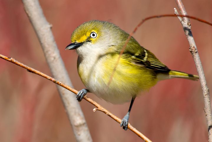 150年以上の間、鳥の鳴き声はオスの特徴だと考えられてきた