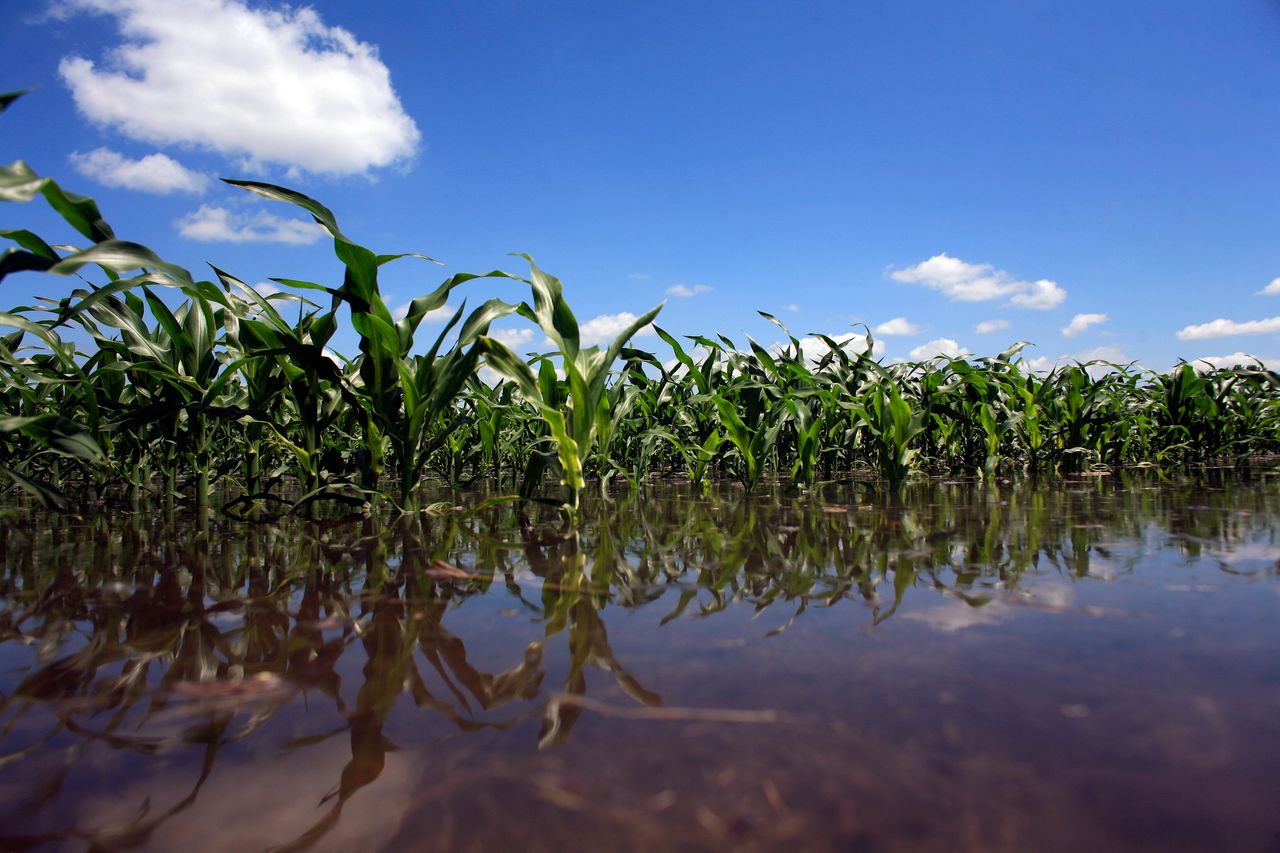 Scientists say flooded corn fields pose a major risk to food supplies as climate change worsens. 