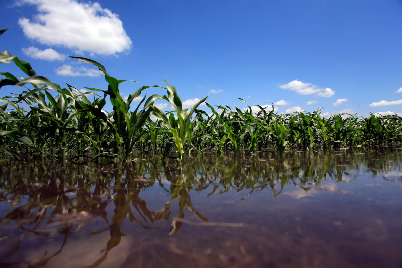 Scientists say flooded corn fields pose a major risk to food supplies as climate change worsens.