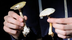 Champignon toxique ou pas? La mise en garde des autorités sur la fiabilité des