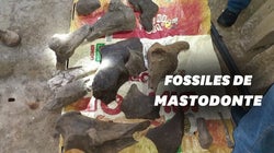 Des chercheurs d’or colombiens tombent sur des os de mastodonte vieux de 10.000