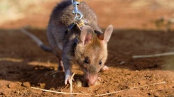 Ce rat reçoit une médaille d’or pour sa