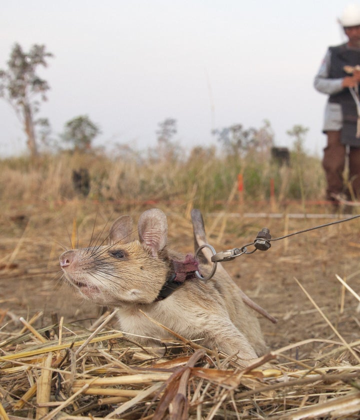 Magawa hard at work, saving lives and detecting landmines in Cambodia. 