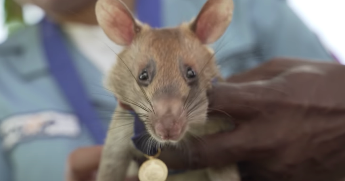 Magawa Magawa, The Heroic Landmine-Sniffing Rat, Gets Awarded Highest Honors ...