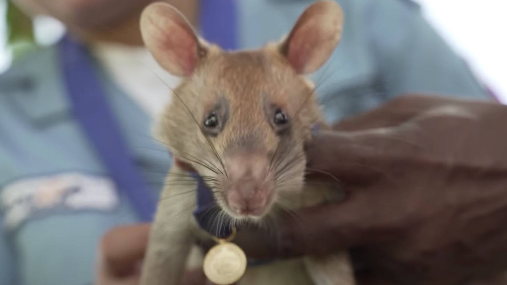 Heroic Rat Who Sniffed Out 71 Deadly Landmines Retires