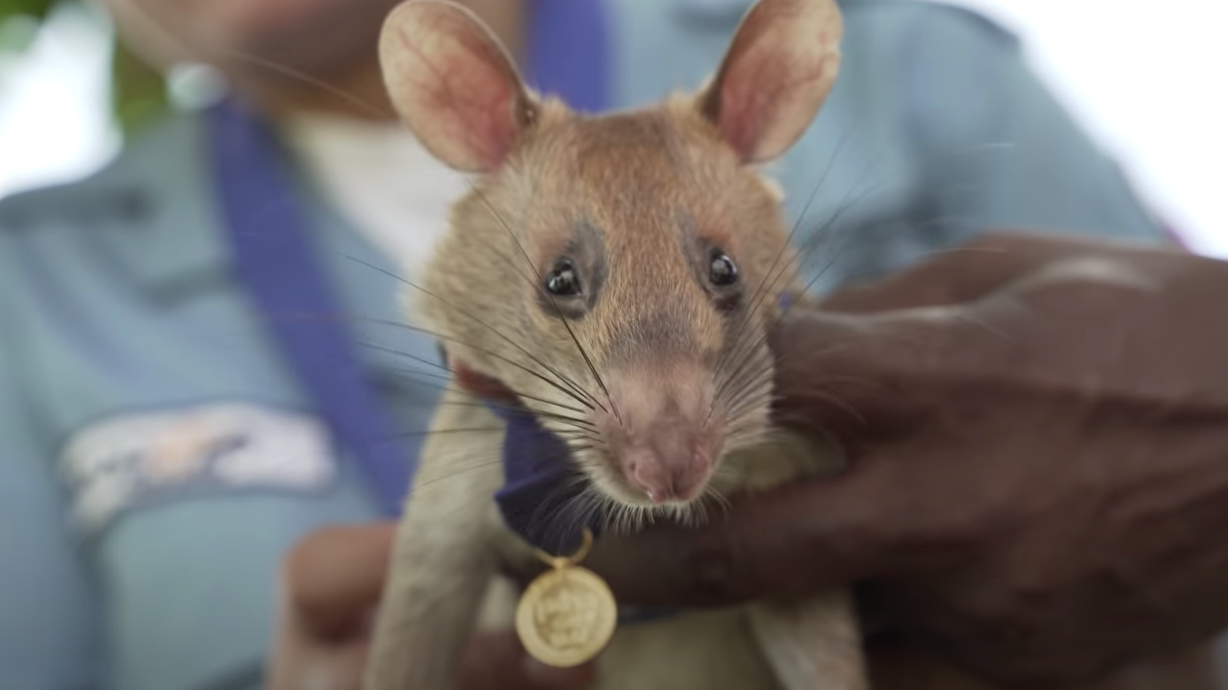 ネズミに金メダル カンボジアで地雷探知 すぐれた嗅覚と素早さで人命を救う ヒーロー に ハフポスト ネズミに金メダル カンボジアで地雷探知 すぐれた嗅覚と素早さで人命を救う ヒーロー に ハフポスト
