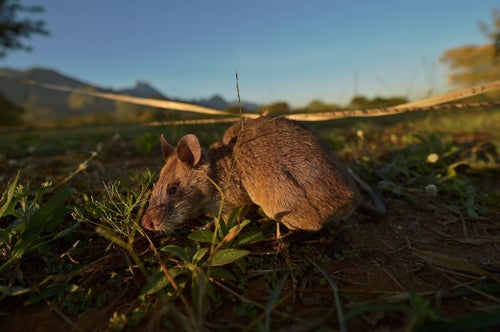 地雷探知の人 カンボジアで活躍する地雷探知ネズミ｜APOPO Visitor Center見学