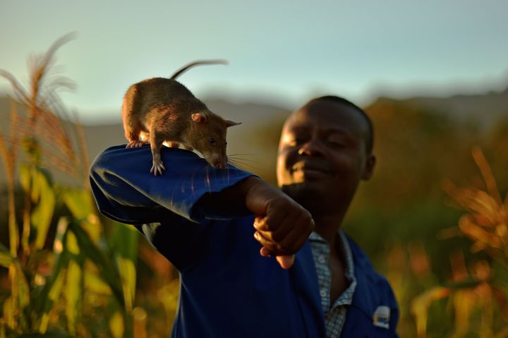 APOPOでは、ネズミと人間がパートナーを組む