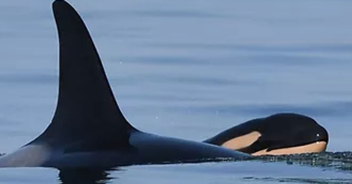 Tahlequah, The Orca Famous For Grieving Her Dead Calf, Has 'Spunky' Baby Boy