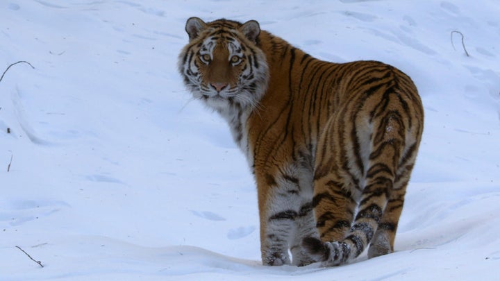 "David Attenborough: A Life On Our Planet"