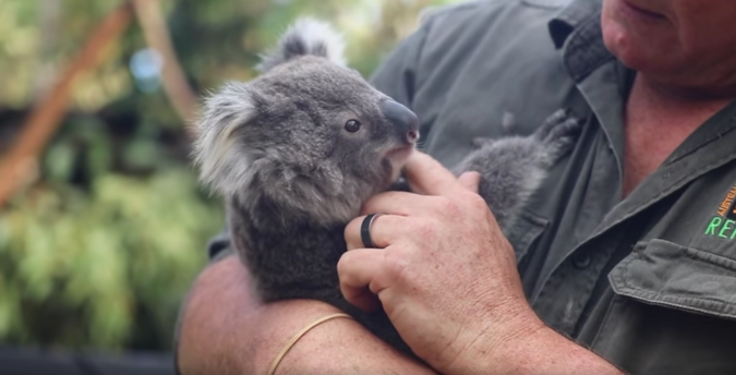 Koala joeys receive their first health check at the Australian Reptile Park. 