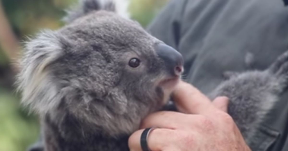 This Video Of Baby Koalas Getting Their First Health Checks Is Too Cute Flipboard