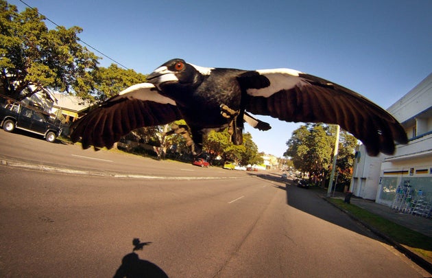 A magpie swoops a cyclist along Lambton Road, New Lambton, in Newcastle. 